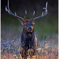 Art Prints of Bull