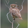 Art Prints of Owl