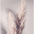 Pampas Grass
