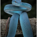 Art Prints of Blue magic