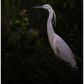 Art Prints of Little egret