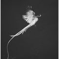Art Prints of Terpsiphone paradis