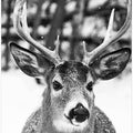 Art Prints of Winter Deer