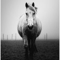 Art Prints of Confidence