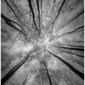 Treetops