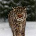 Art Prints of Meet the lynx