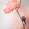 Tenderness