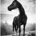 Art Prints of Backlight horse