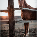 Art Prints of Horse Farm in Skároš, Slovakia