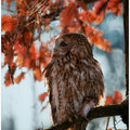Art Prints of Resting owl with prey