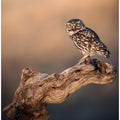 Art Prints of Little owl