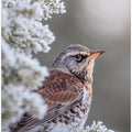 Art Prints of Fieldfare in a winter setting