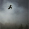 Art Prints of In Flight