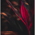 Red Plan at Dusk