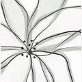 Fragile Flower