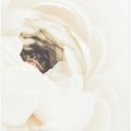 White Flower 01