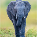 Art Prints of Elephant