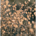 Beach flowers_003