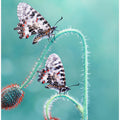 Art Prints of Friends