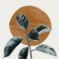 Sun and Ficus
