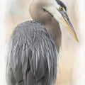 Art Prints of Great Blue Heron Portrait