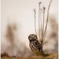 Art Prints of Screech owl in the morning