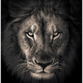 Art Prints of The king