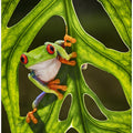 Art Prints of Good Morning
