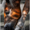 Art Prints of Filtered Light