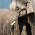 Art Prints of The Gentle Giant!