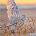 Art Prints of Snowy Owl