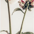 Peony 01