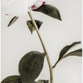Peony 09
