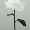 Peony 16