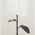 Peony 18
