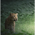 The Loner