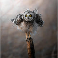 Art Prints of Commissar's owl trembles.
