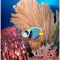 Art Prints of Angelfish and seafan