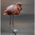 Art Prints of Tender Moments