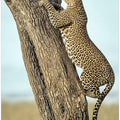 Art Prints of Leopard In Africa