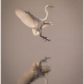 Art Prints of Graceful landing