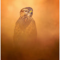 Art Prints of Long-legged Buzzard