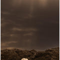 Art Prints of The bear on the cliff .. Svalbard