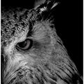 Art Prints of glint in eye