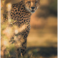 Art Prints of Camuflage