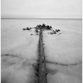 Tree in ice