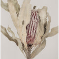 Banksia