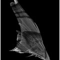 Canvas Art Print The Dive