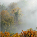 TREES IN FOG