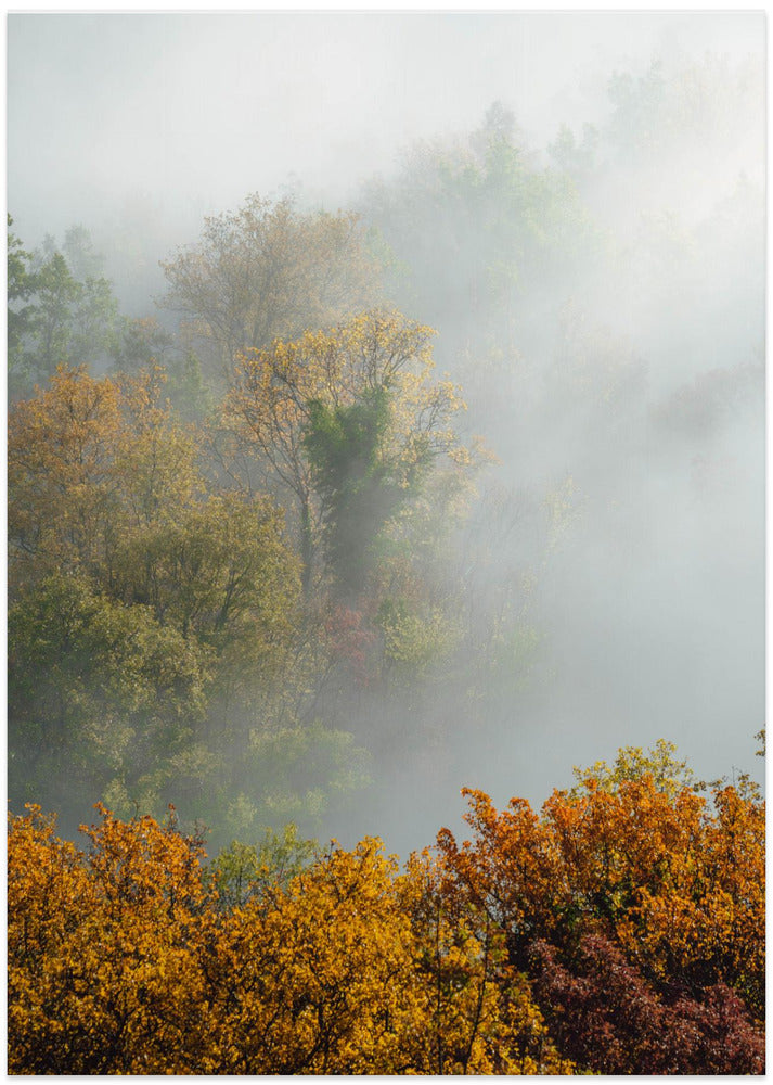 TREES IN FOG